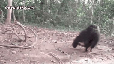 [Image: orphan-baby-chimpanzee-playing-alone.gif]